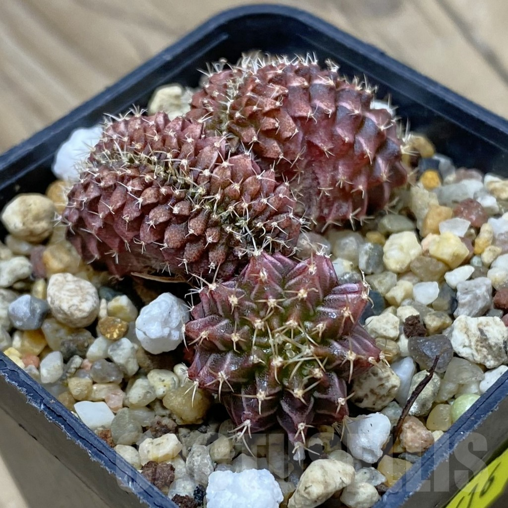 SH2616 Gymnocalycium mihanovichii f. cristata - Imagen 2