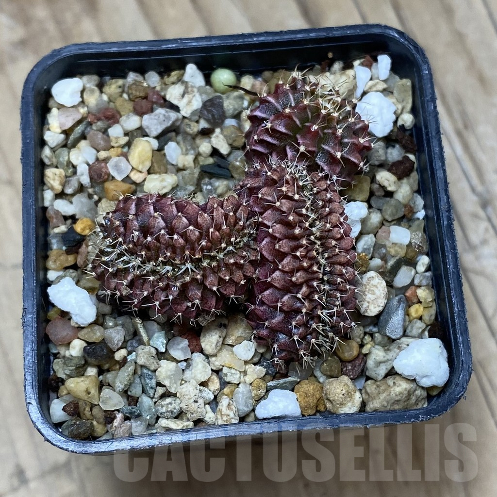 SH2616 Gymnocalycium mihanovichii f. cristata - Imagen 3