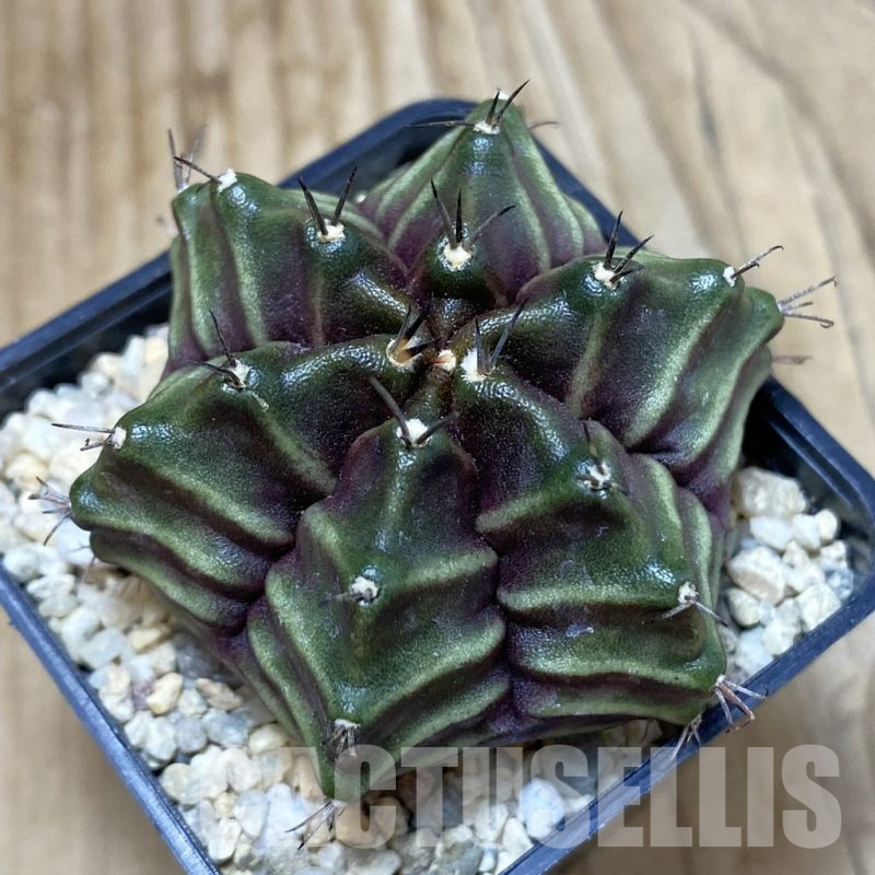 SH2653 Gymnocalycium mihanovichii 6-ribs, seedling