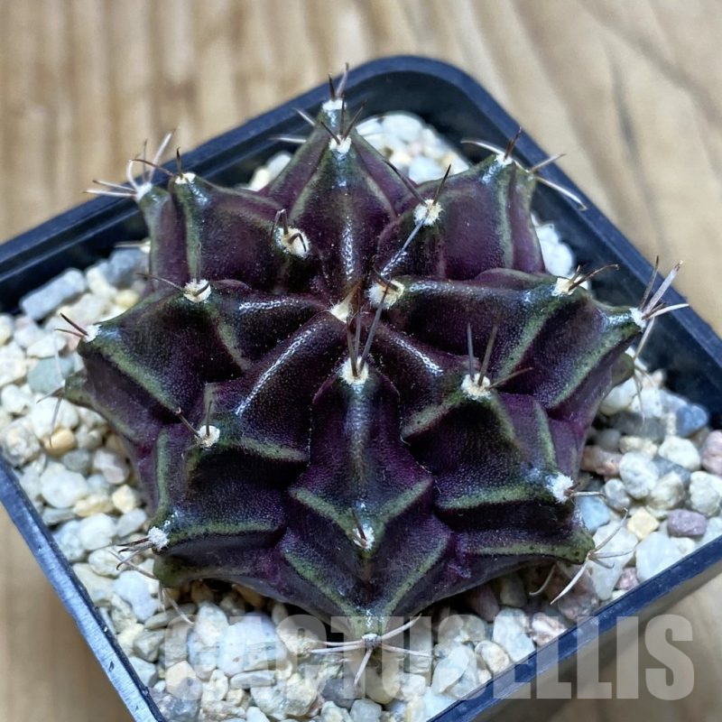 SH2655 Gymnocalycium mihanovichii ‘Black Widow’ x ‘Day Dream’, seedling