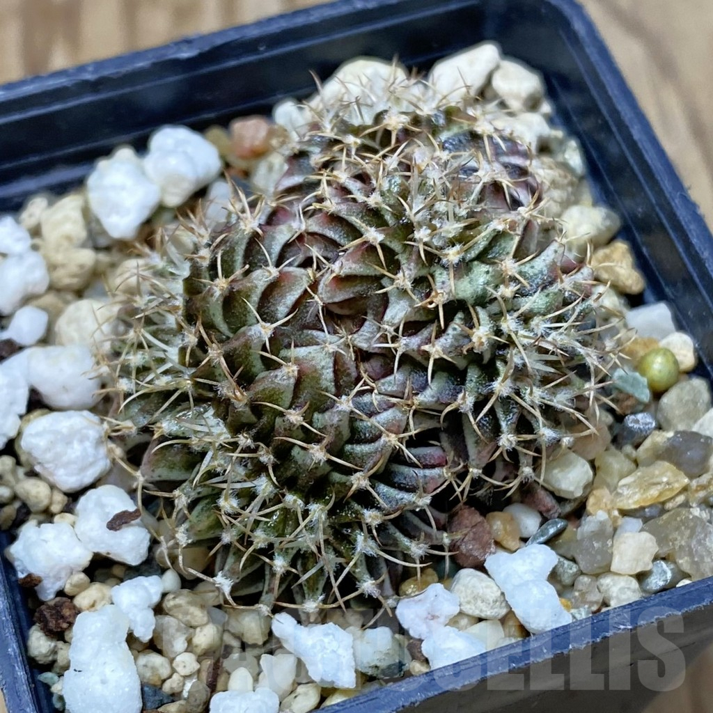 SH2617 Gymnocalycium friedrichii f. cristata