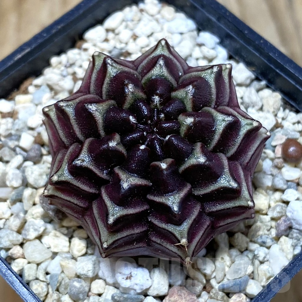 SH2660 Gymnocalycium mihanovichii ‘Nana’ x ‘Day Dream’, seedling