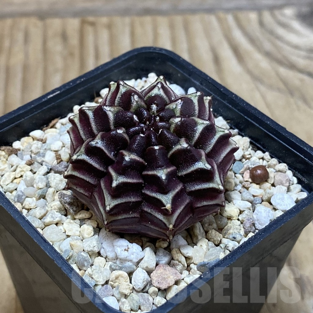 SH2660 Gymnocalycium mihanovichii ‘Nana’ x ‘Day Dream’, seedling - immagine 2
