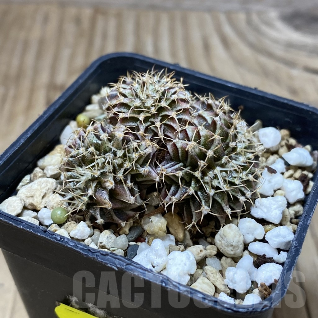SH2617 Gymnocalycium friedrichii f. cristata - immagine 2