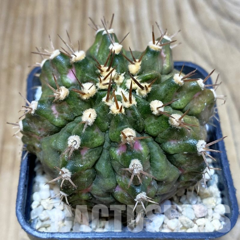 SH2665 Gymnocalycium mihanovichii ‘T-Rex’, seedling