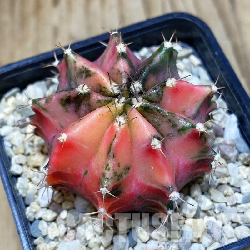 SH2671 Gymnocalycium mihanovichii f. variegata , seedling