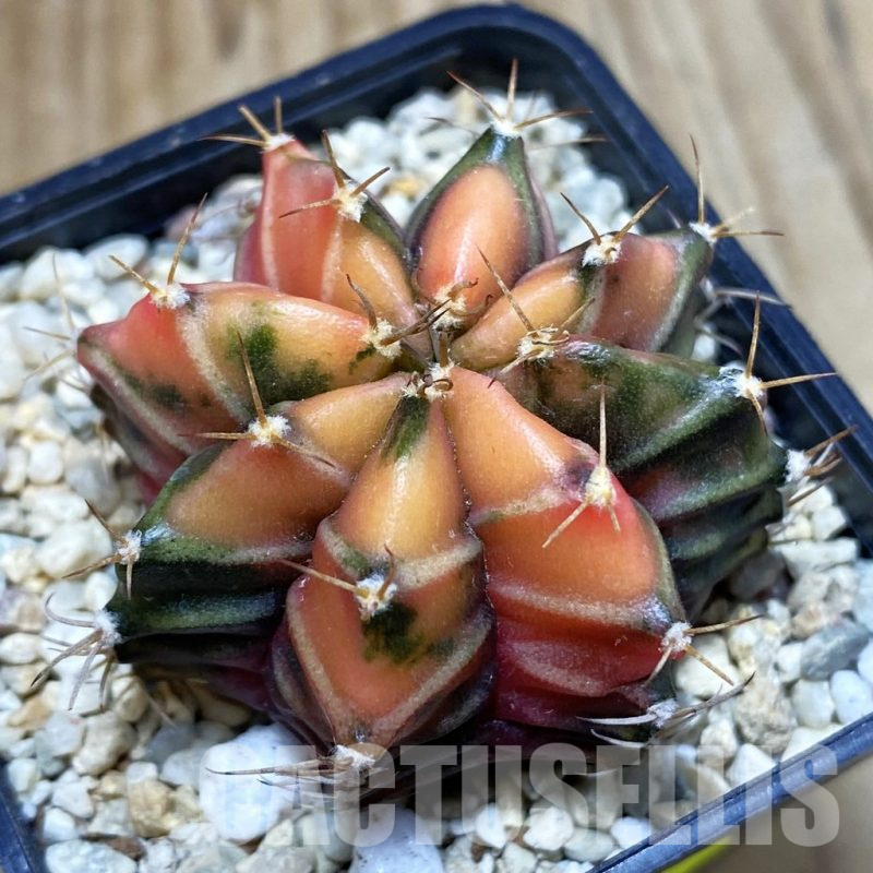 SH2674 Gymnocalycium mihanovichii f. variegata , seedling