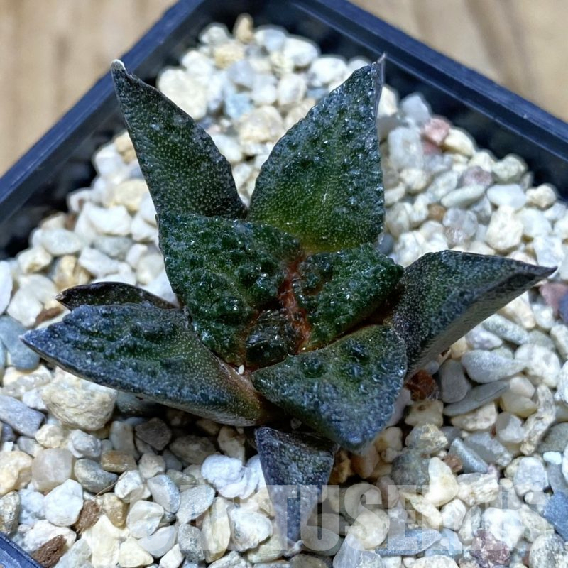 SH2621 Ariocarpus fissuratus ‘Godzilla’ hybrid, seedling