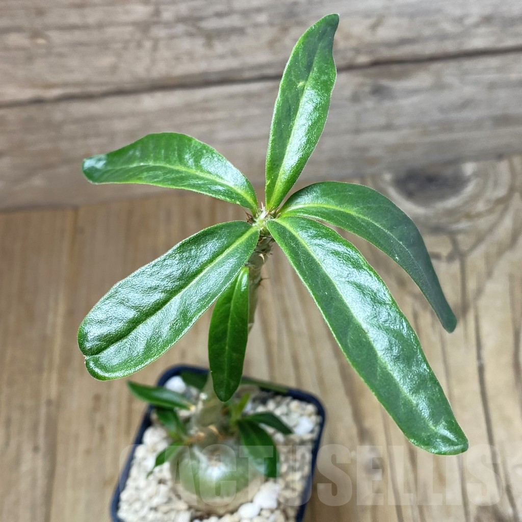 SH2624 Pachypodium succulentum