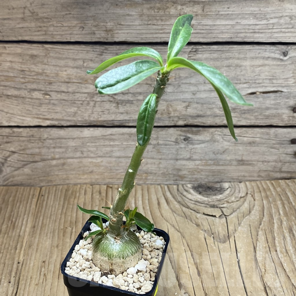 SH2624 Pachypodium succulentum - Image 2
