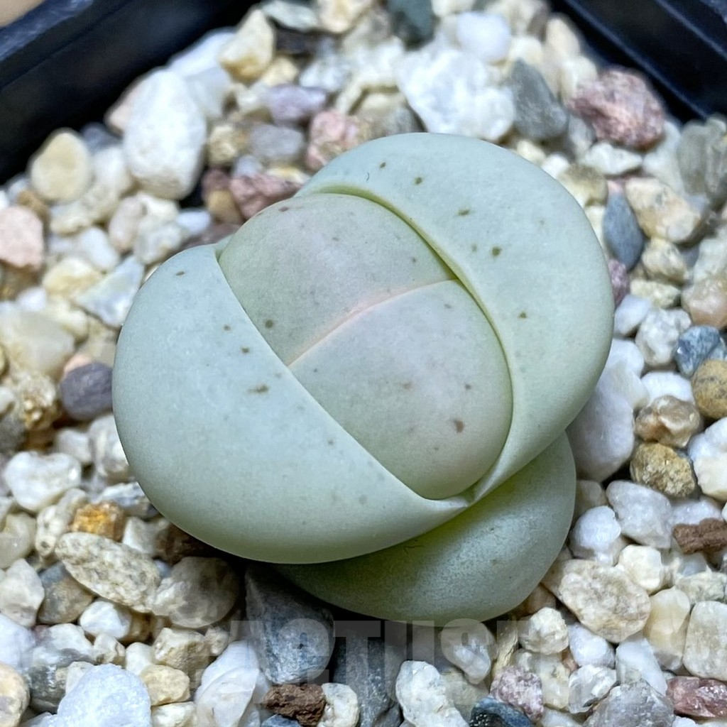 SH2633 Dinteranthus vanzylii