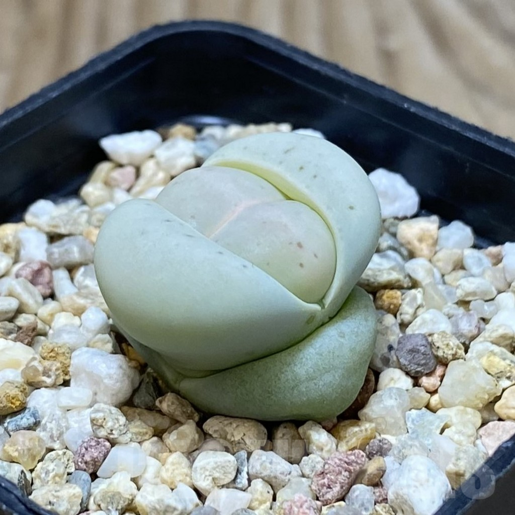 SH2633 Dinteranthus vanzylii - Image 2