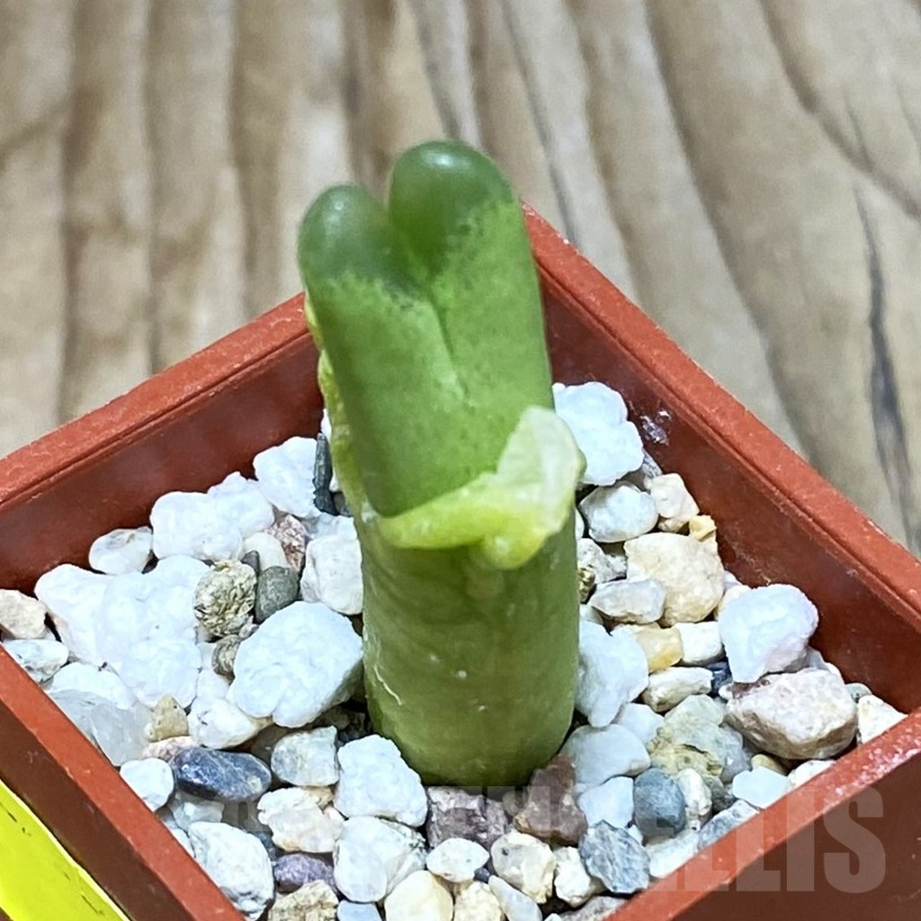 SH2637 Conophytum dinteri