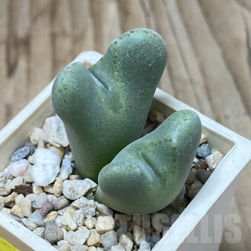 SH2638 Conophytum taylorianum - Obrázek 2
