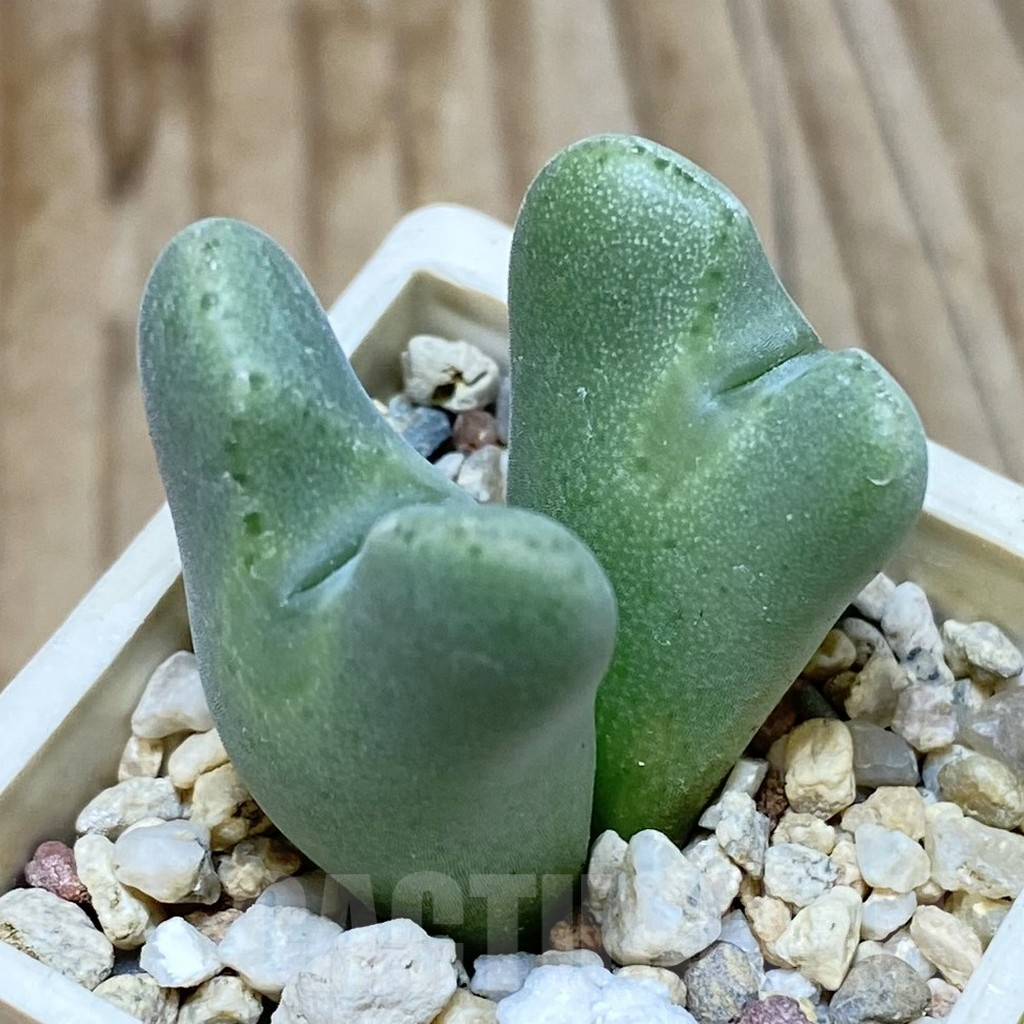 SH2638 Conophytum taylorianum