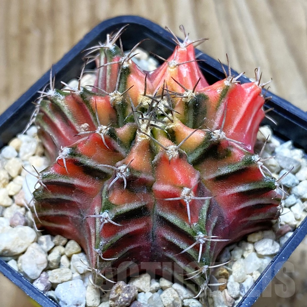 SH2833 Gymnocalycium friedrichii f. variegata, seedling