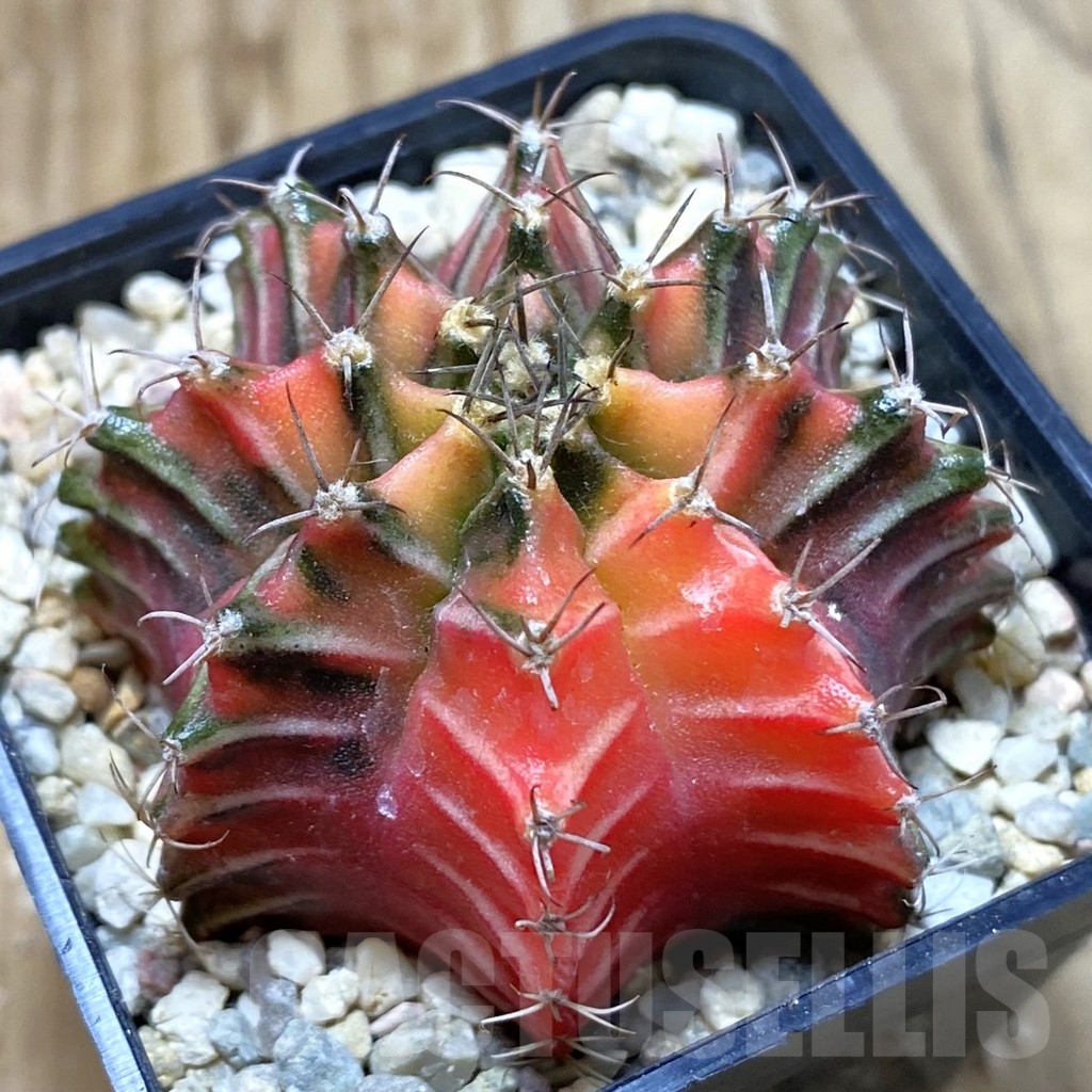 SH2833 Gymnocalycium friedrichii f. variegata, seedling - Image 2