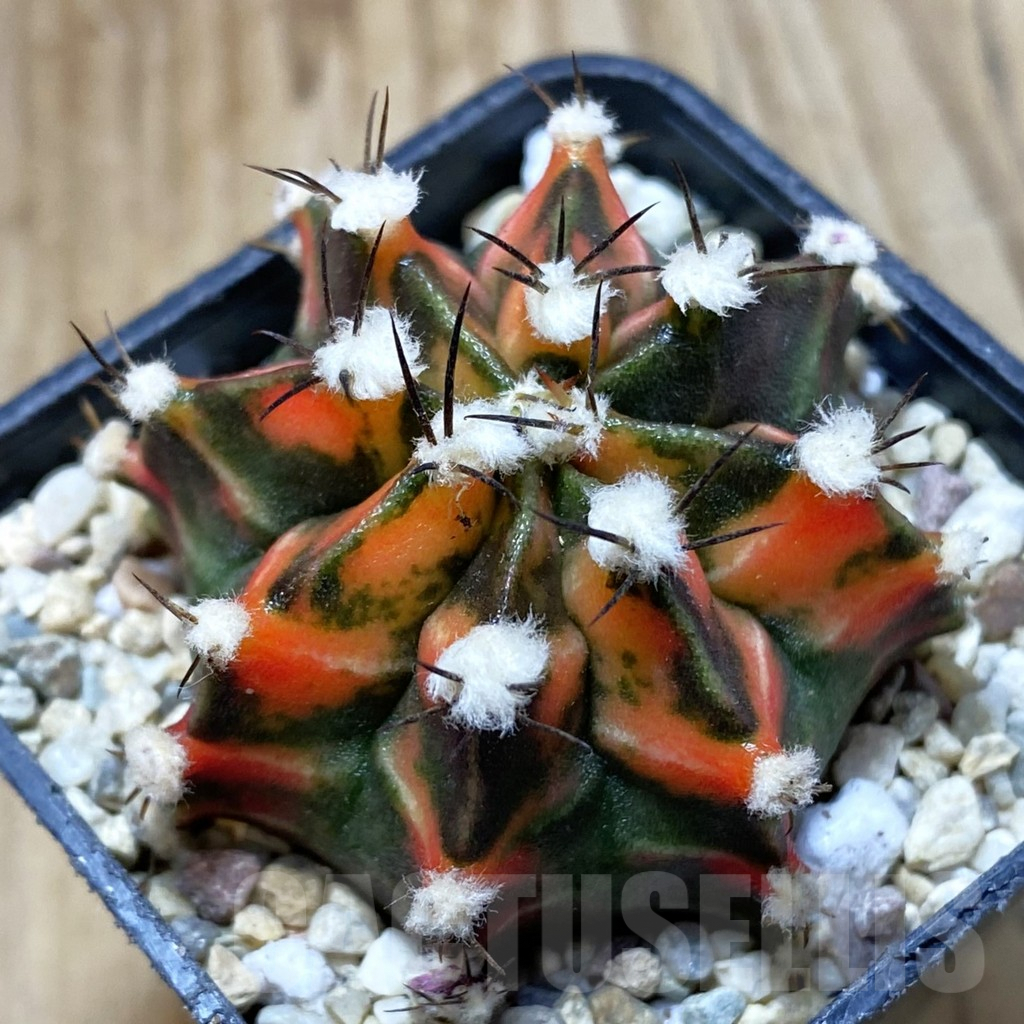 SH2834 Gymnocalycium mihanovichii 'Reggae', seedling