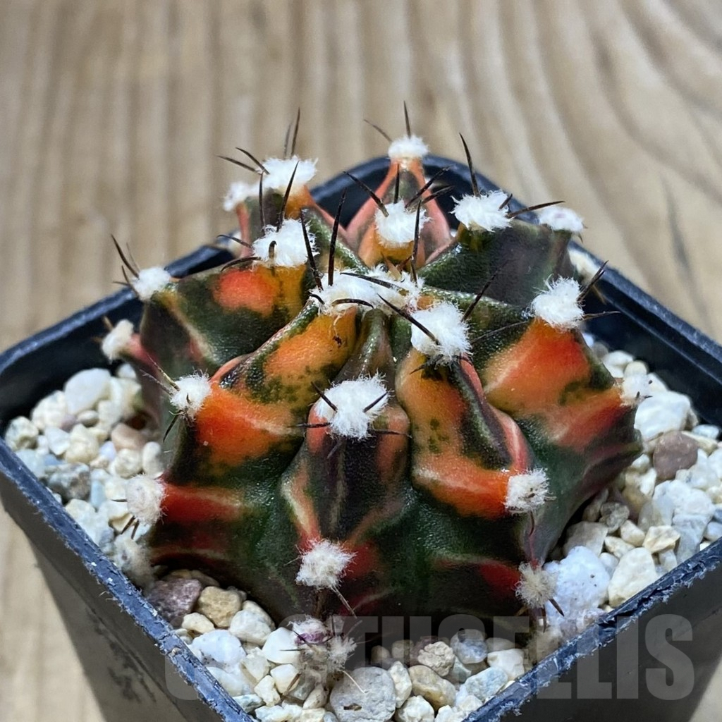 SH2834 Gymnocalycium mihanovichii 'Reggae', seedling - Obrázek 2