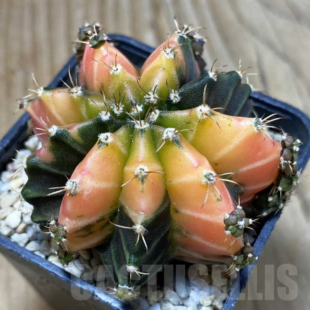 SH2835 Gymnocalycium mihanovichii ‘Crystal Jelly’