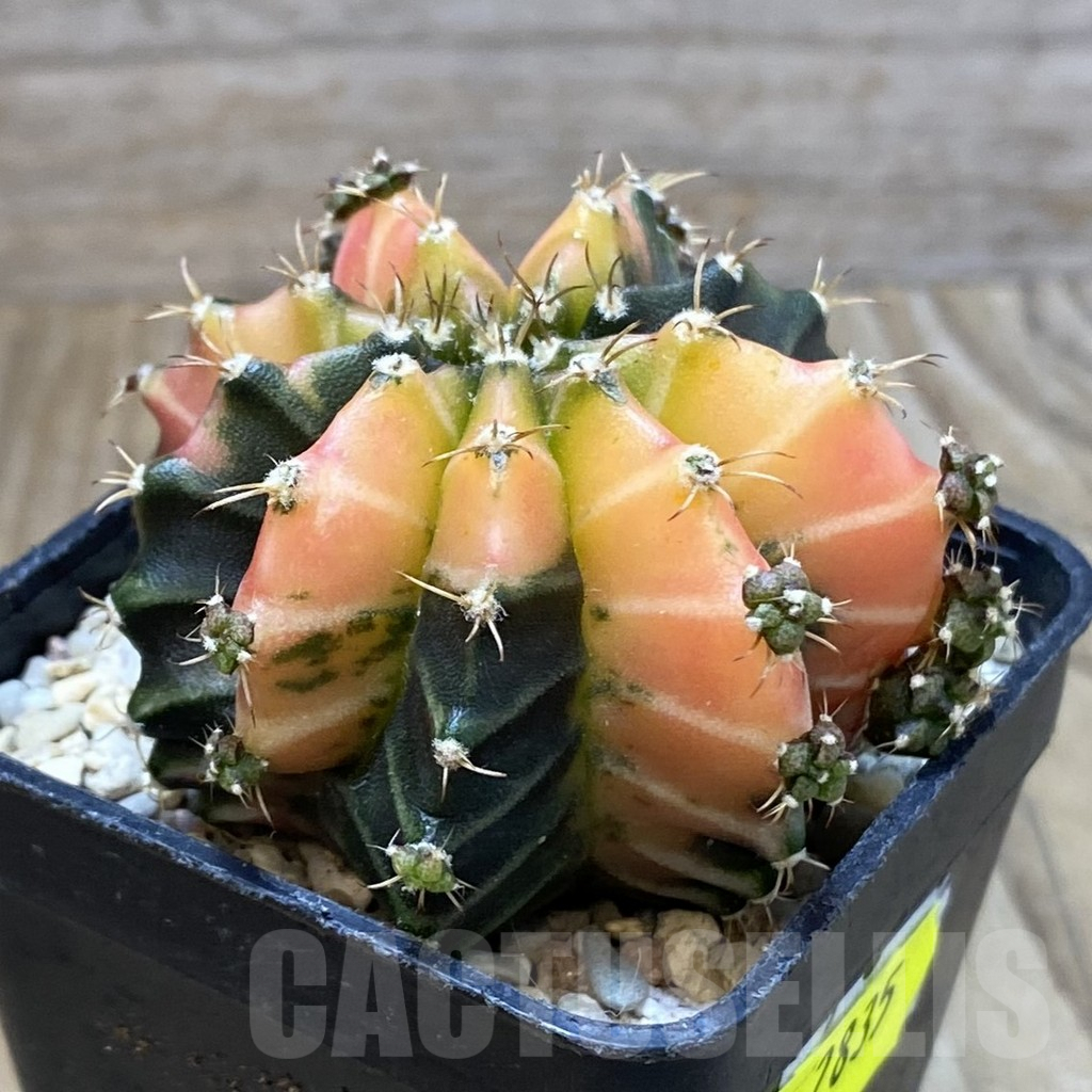 SH2835 Gymnocalycium mihanovichii ‘Crystal Jelly’ - immagine 2