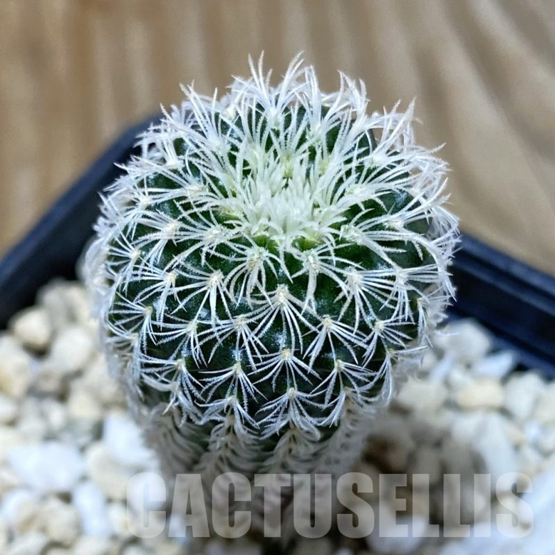 SH2839 Frailea densispina