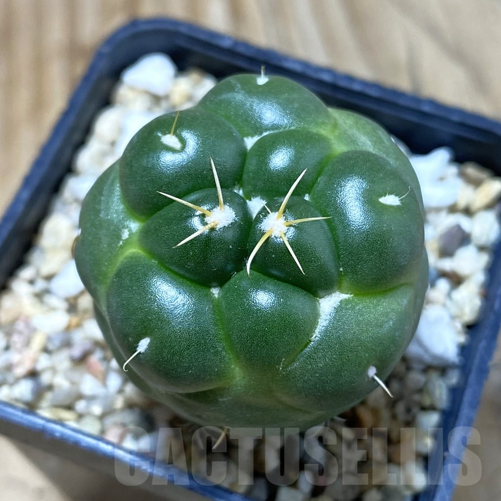 SH2843 Coryphantha elephantidens ‘inermis’ - immagine 2