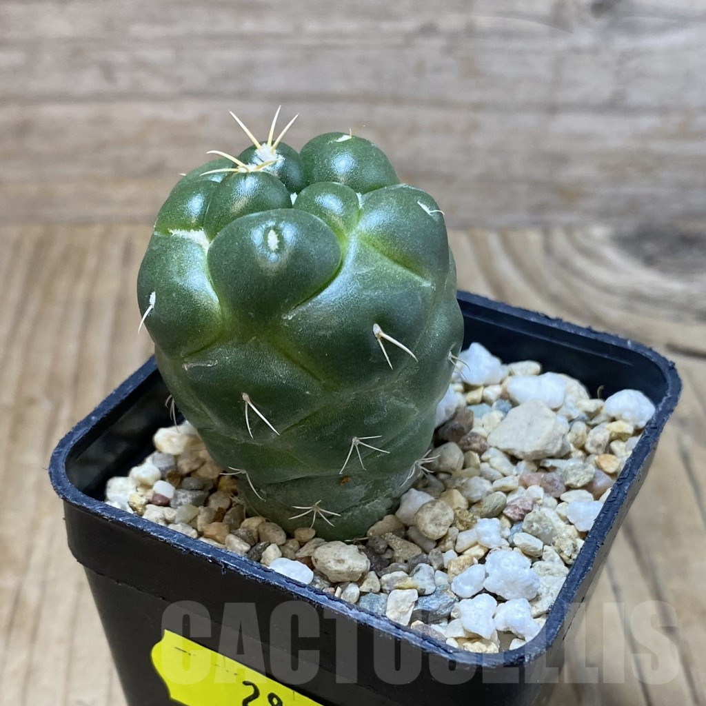SH2843 Coryphantha elephantidens ‘inermis’ - immagine 3