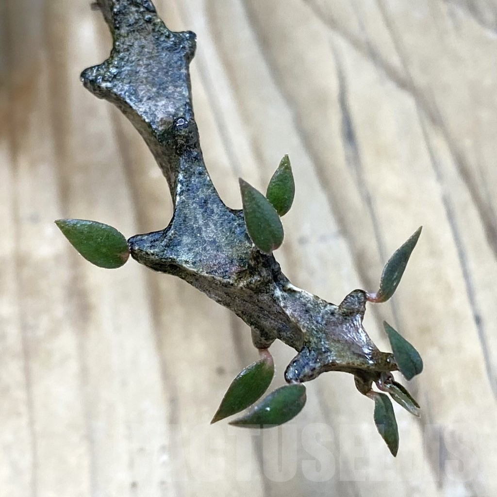 SH2844 Ceropegia bosseri