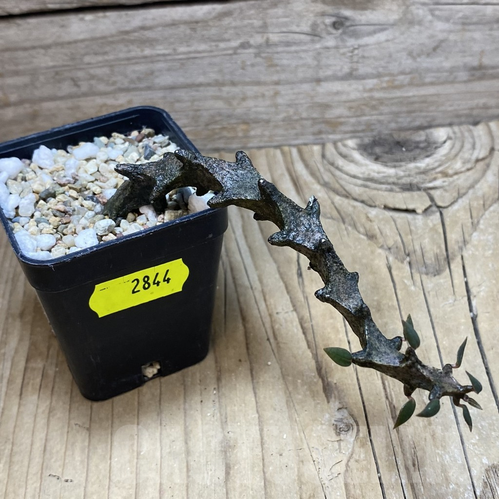 SH2844 Ceropegia bosseri - 画像 (2)