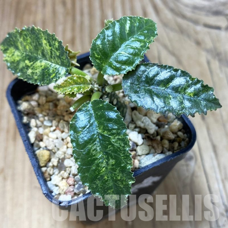 SH2847 Dorstenia hybrid f. variegata