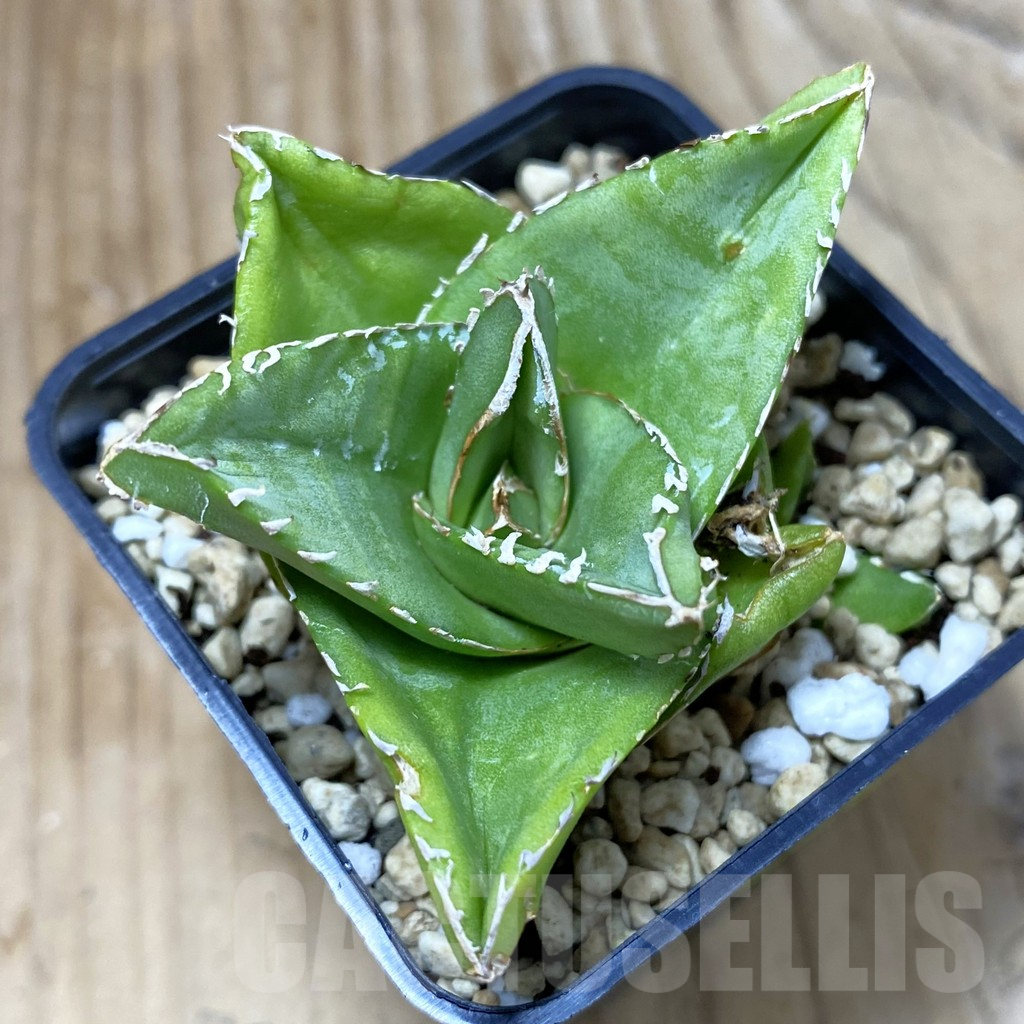 SH2851 Agave victoriae-reginae 'Compacta'