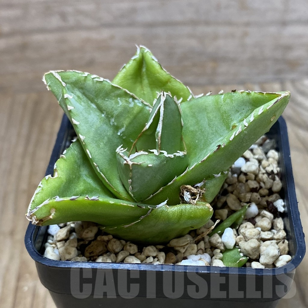 SH2851 Agave victoriae-reginae 'Compacta' - immagine 2