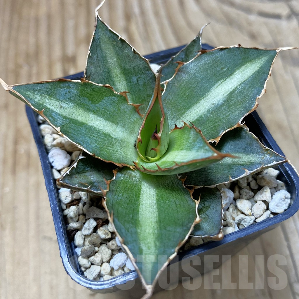 SH2854 Agave lophantha ‘Double Green’