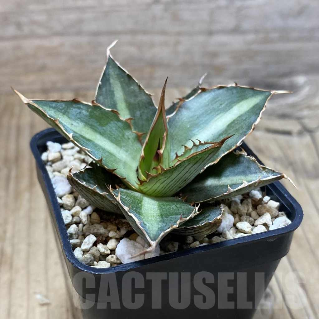 SH2854 Agave lophantha ‘Double Green’ - Image 2