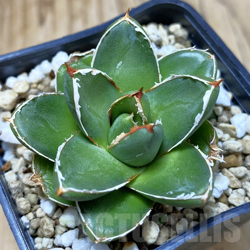 SH2855 Agave filifera x victoriae-reginae ‘Compacta’