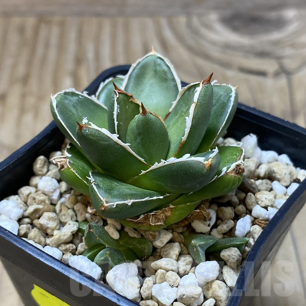 SH2855 Agave filifera x victoriae-reginae ‘Compacta’ - Image 2