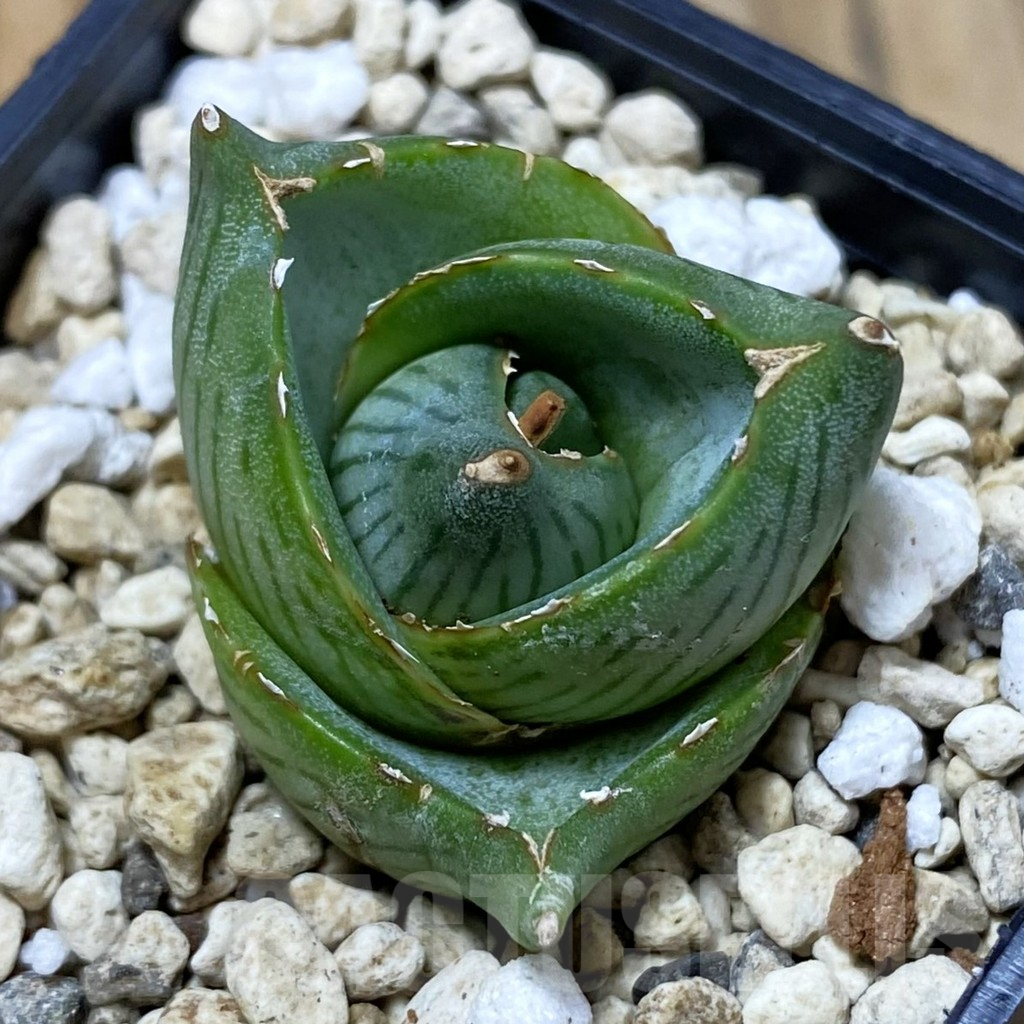 SH2857 Agave pumila