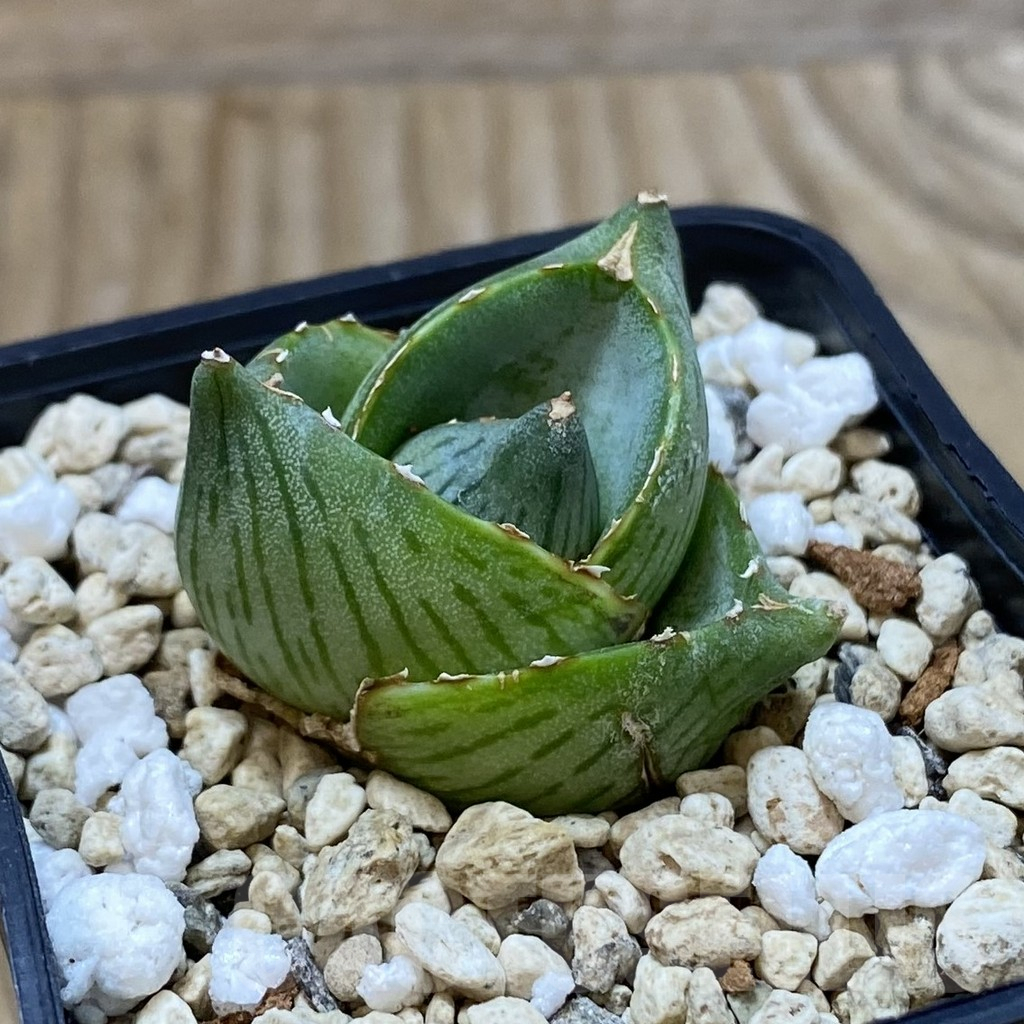 SH2857 Agave pumila - Image 2
