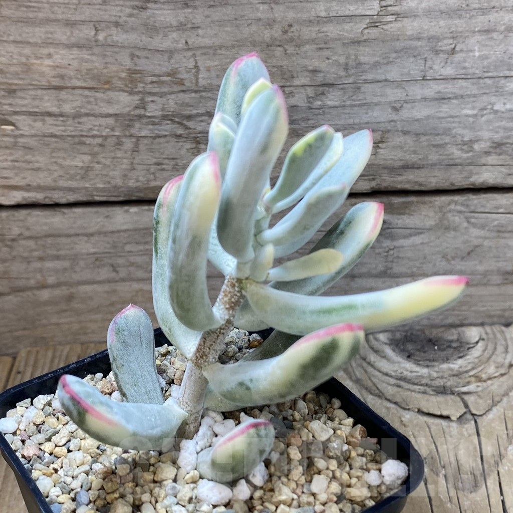 SH2858 Cotyledon orbiculata f. variegata, long leaf - Image 2