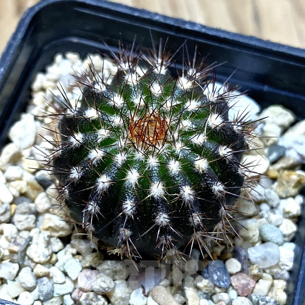 SH2859 Uebelmannia pectinifera own roots, seedling