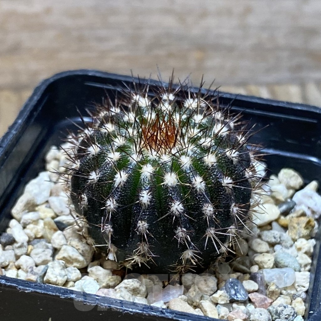 SH2859 Uebelmannia pectinifera own roots, seedling - Image 2