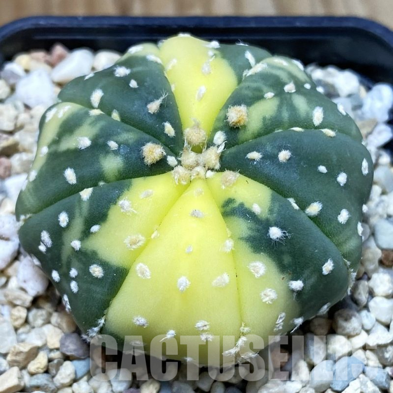 SH2807 Astrophytum asterias f. variegata