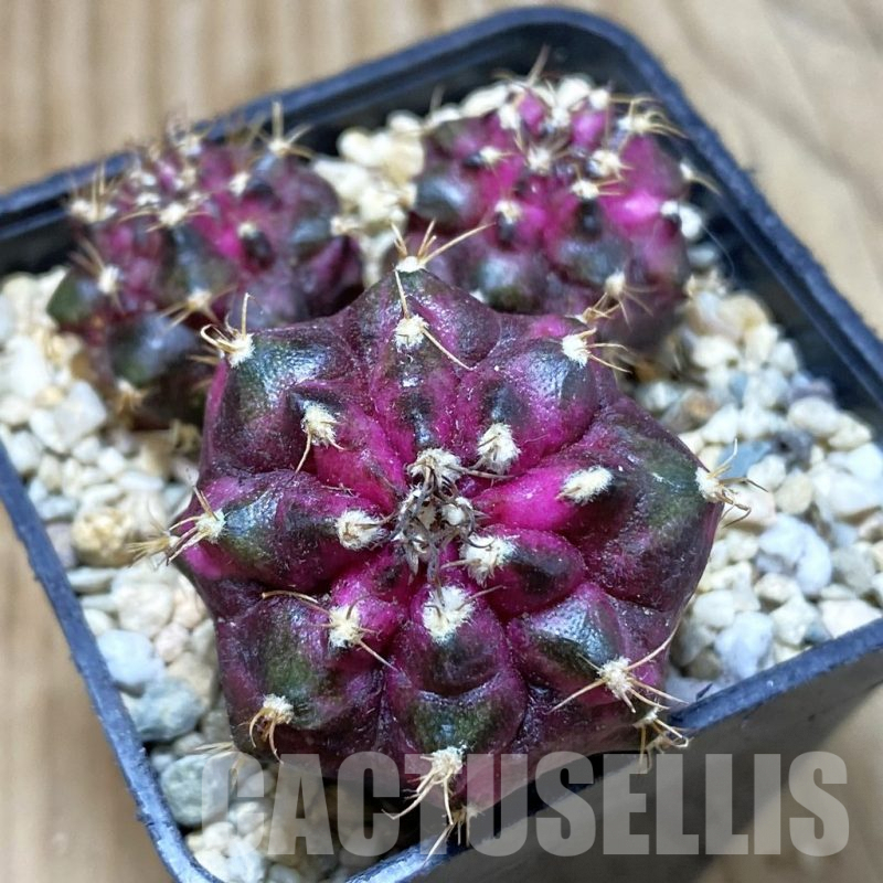 SH2814 Gymnocalycium mihanovichii ‘T-Lux’ hybrid, seedling