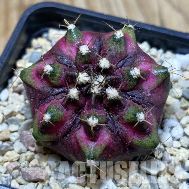 SH2817 Gymnocalycium mihanovichii ‘T-Lux’, seedling
