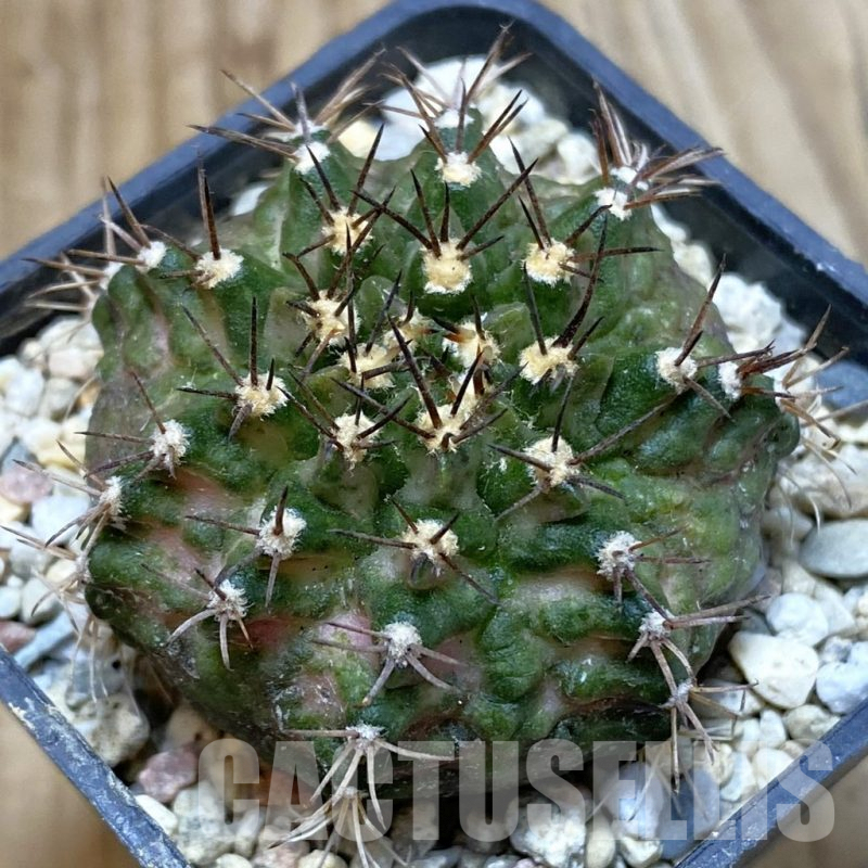 SH2818 Gymnocalycium mihanovichii ‘T-Rex’, seedling