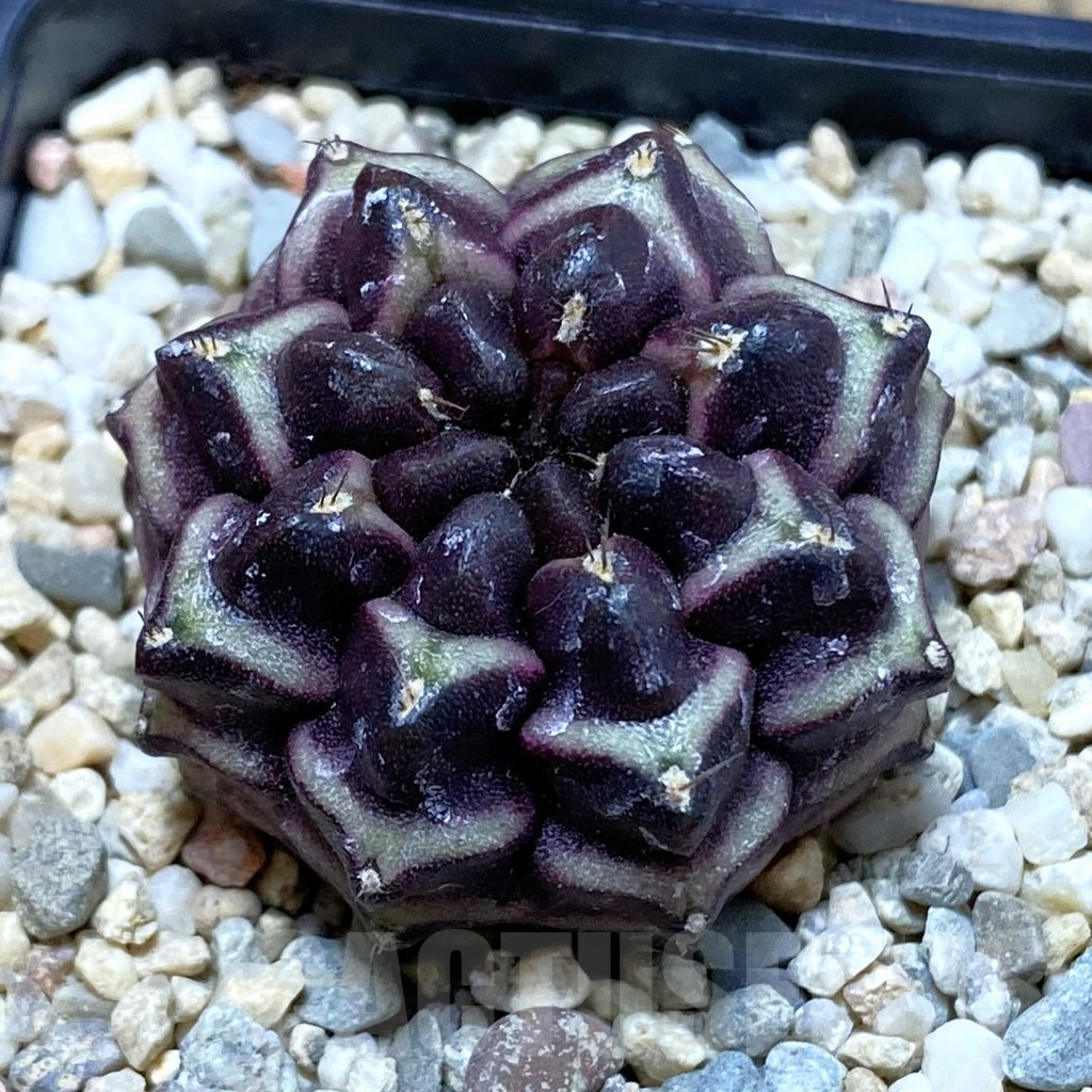 SH2819 Gymnocalycium mihanovichii ‘Day Dream’, seedling