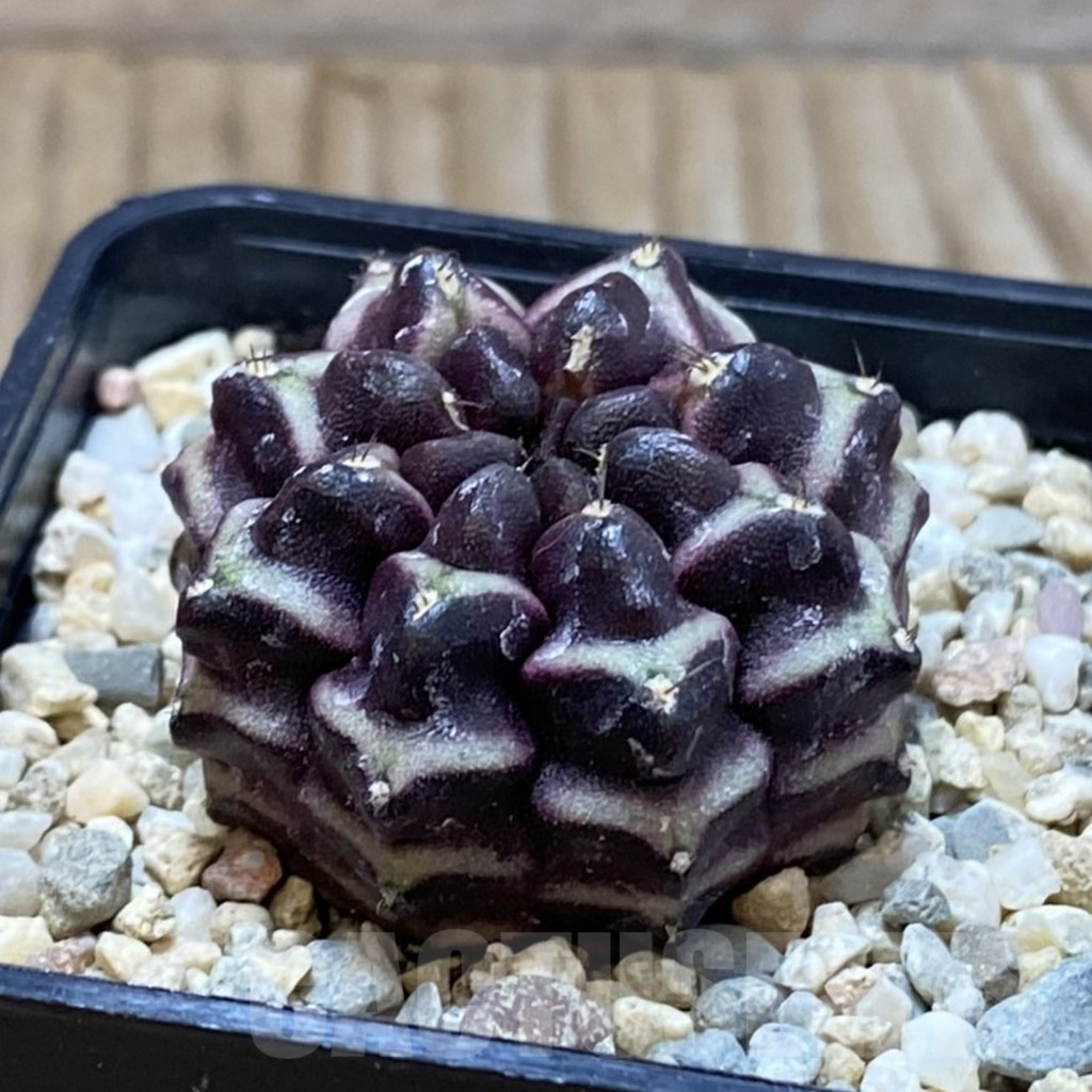SH2819 Gymnocalycium mihanovichii ‘Day Dream’, seedling - Obrázek 2