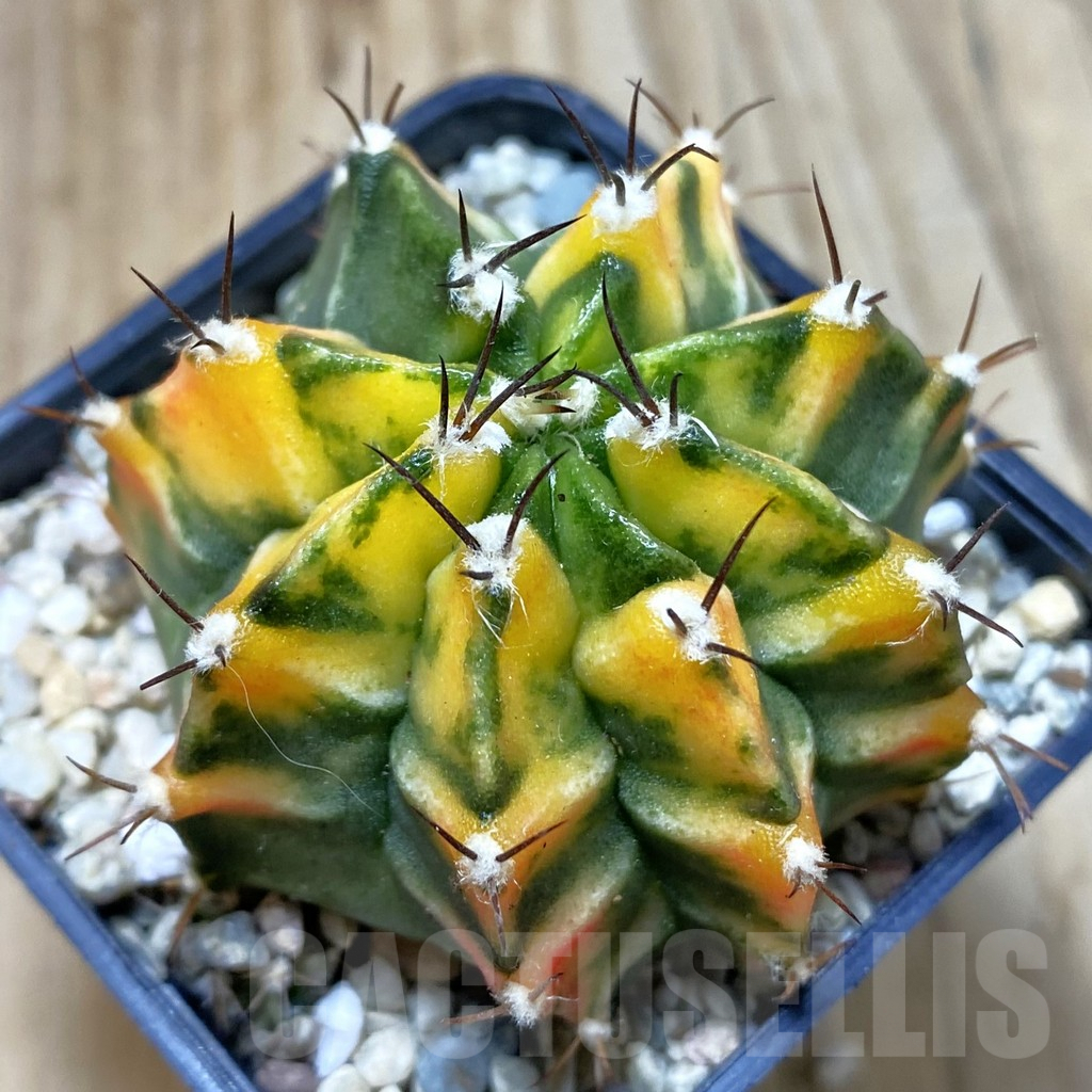 SH2823 Gymnocalycium mihanovichii f. variegata , seedling