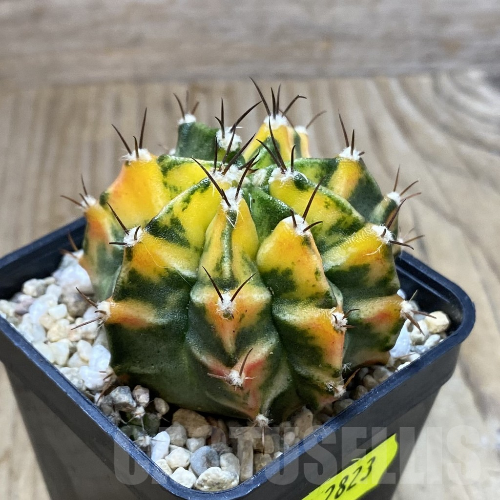 SH2823 Gymnocalycium mihanovichii f. variegata , seedling - Image 2